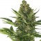 Насіння Auto Amnesia XXL Feminised