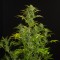 Насіння Auto Amnesia XXL Feminised