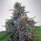 Насіння Auto Blue Amnesia XXL Feminised