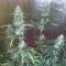 Насіння Auto Blue Amnesia XXL Feminised