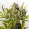 Насіння Auto Blue Critical Feminised