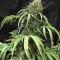 Насіння Auto Bubba Kush Feminised