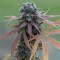Насіння Auto Bubba Kush Feminised