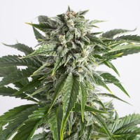 Насіння Auto Bubba Kush Feminised