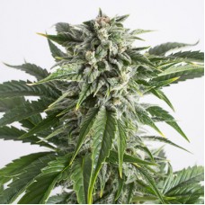 Насіння Auto Bubba Kush Feminised