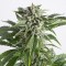 Насіння Auto Bubba Kush Feminised