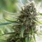 Насіння Auto CBD Critical Feminised
