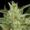 Насіння Auto Critical Jack Feminised