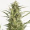 Насіння Auto Critical Jack Feminised