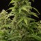 Насіння Auto Haze 2.0 Feminised