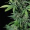 Насіння Auto Haze 2.0 Feminised