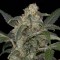 Насіння Auto Haze 2.0 Feminised
