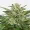 Насіння Auto CBD Haze Feminised