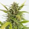 Насіння Auto CBD Haze Feminised