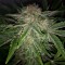 Насіння Auto CBD Industrial Plant Feminised