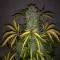 Насіння Auto CBD Industrial Plant Feminised