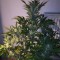 Насіння Auto CBD Industrial Plant Feminised