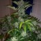 Насіння Auto CBD Industrial Plant Feminised