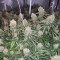Насіння Auto Moby Dick XXL Feminised