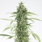 Насіння Auto Moby Dick XXL Feminised