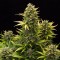 Насіння Auto Original Amnesia Feminised