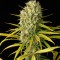Насіння Auto Original Amnesia Feminised