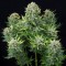 Насіння Auto White Cheese Feminised