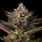 Blue Kush Feminised