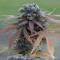 Blue Kush Feminised