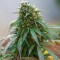 Насіння California Hash Plant Feminised