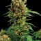 Насіння California Hash Plant Feminised