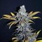 Насіння CBD Critical Mass Feminised