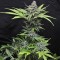Насіння CBD Critical Mass Feminised