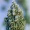 Насіння CBD Critical Mass Feminised