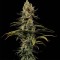 Насіння CBD Early Amnesia Feminised