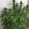 Насіння CBD Early Amnesia Feminised