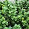 Насіння CBD Early Amnesia Feminised