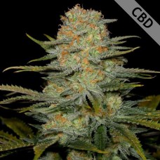 CBD Amnesia Feminised