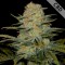 Насіння CBD Amnesia Feminised
