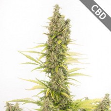 Насіння Auto CBD Amnesia Feminised