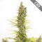 Auto CBD Amnesia Feminised