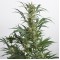 Насіння Auto Amnesia XXL Feminised