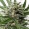 Насіння Auto Blue Amnesia XXL Feminised