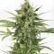 Насіння Auto Blue Cheese Feminised