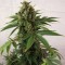 Насіння Auto Blue Cheese Feminised