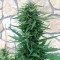 Насіння Auto Blue Cheese Feminised
