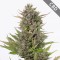 Насіння Auto CBD Critical Feminised