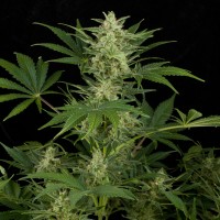 Auto Critical Jack Feminised