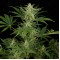Насіння Auto Critical Jack Feminised