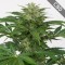 Насіння Auto CBD Haze Feminised